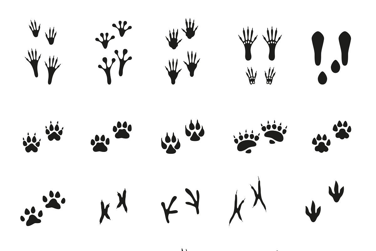 Следы разных птиц