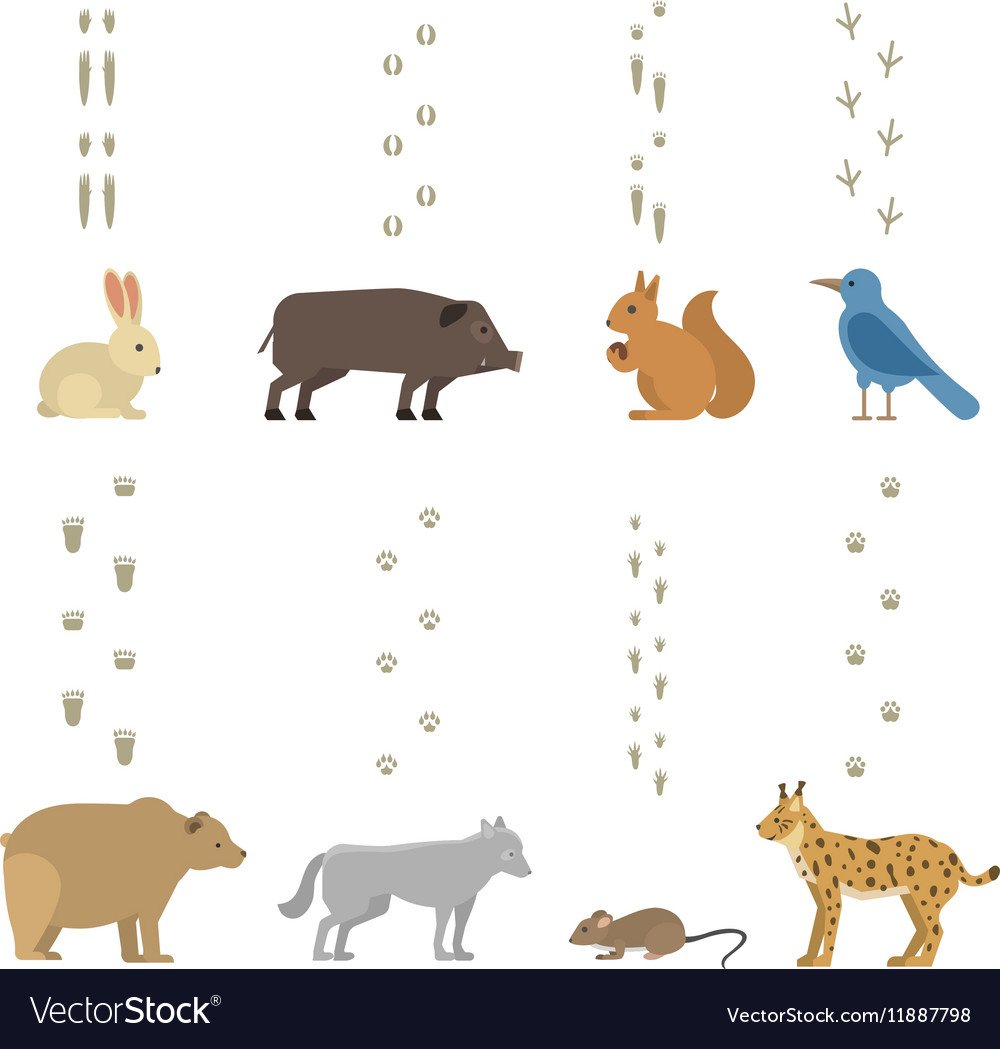 Чьи следы домашние животные