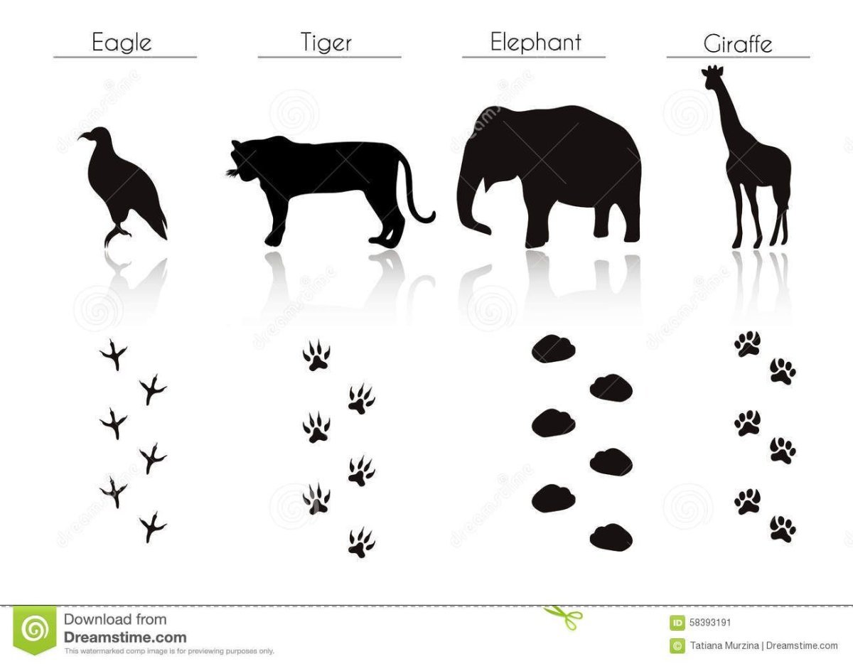 Следы животных Африки
