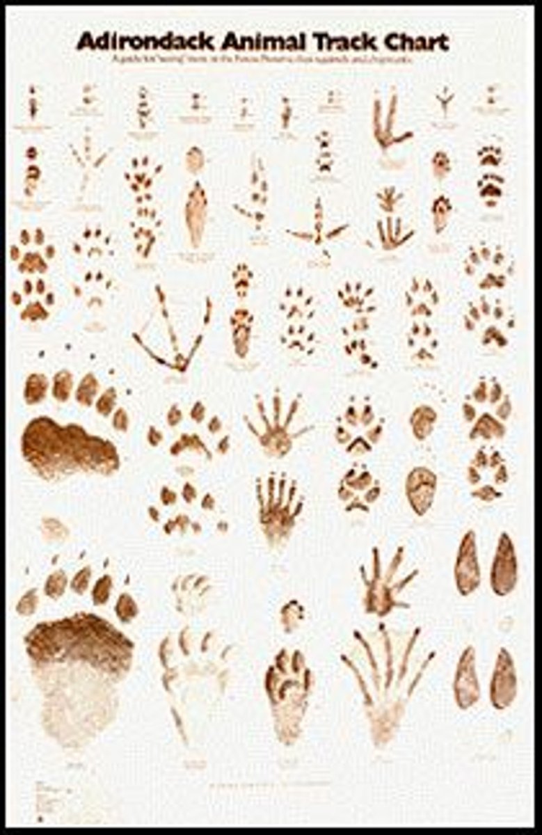 Следы птиц и зверей на снегу