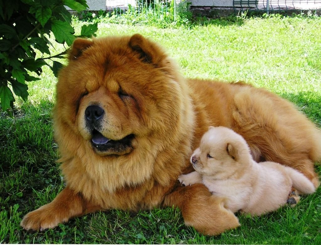 Чау чау альбинос