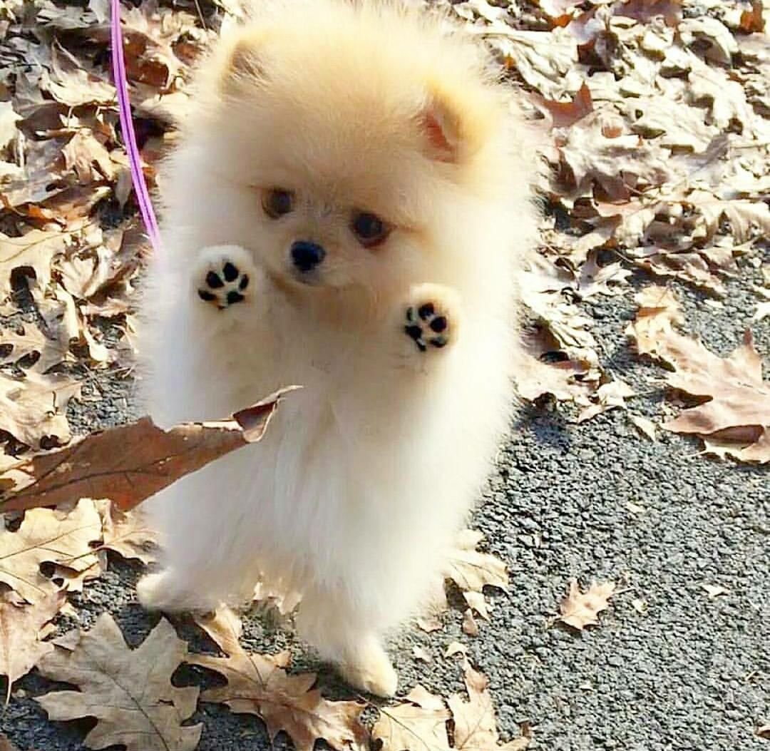 Карликовый шпиц флаффи