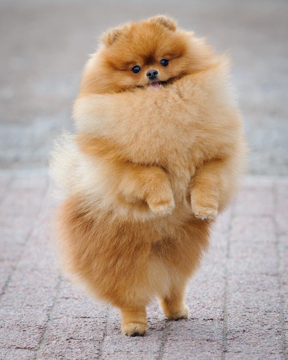 Королевский померанский шпиц