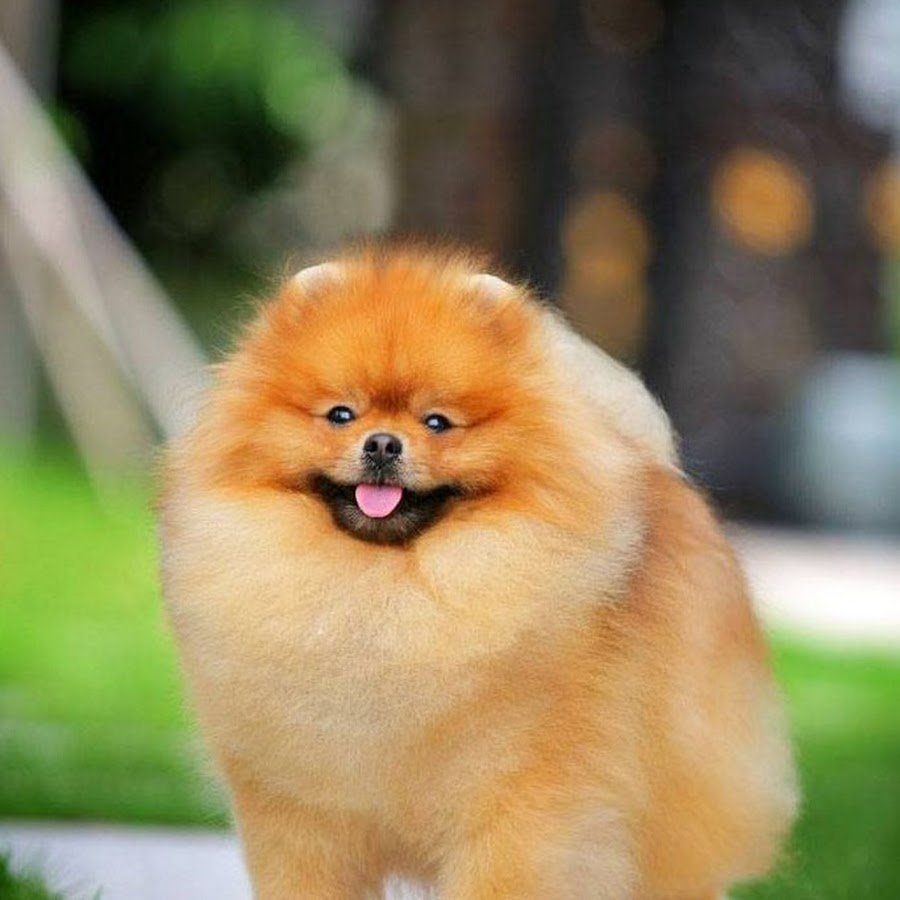 Порода шпиц померанец