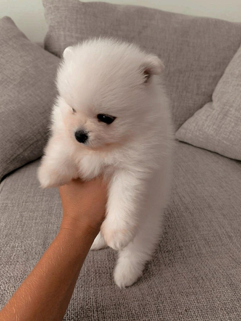 Померанский шпиц Teacup.