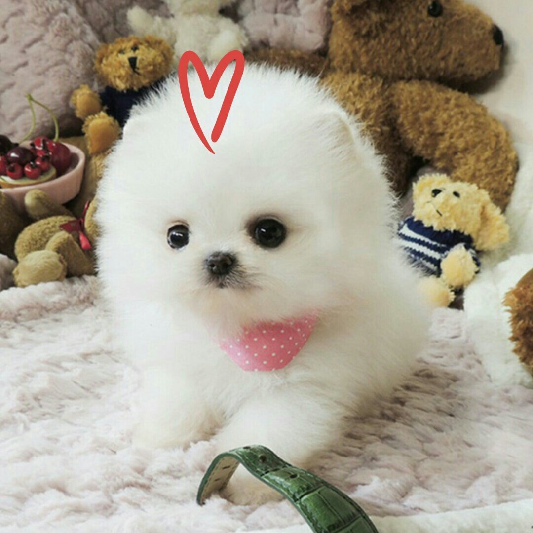 Померанский шпиц белый мини