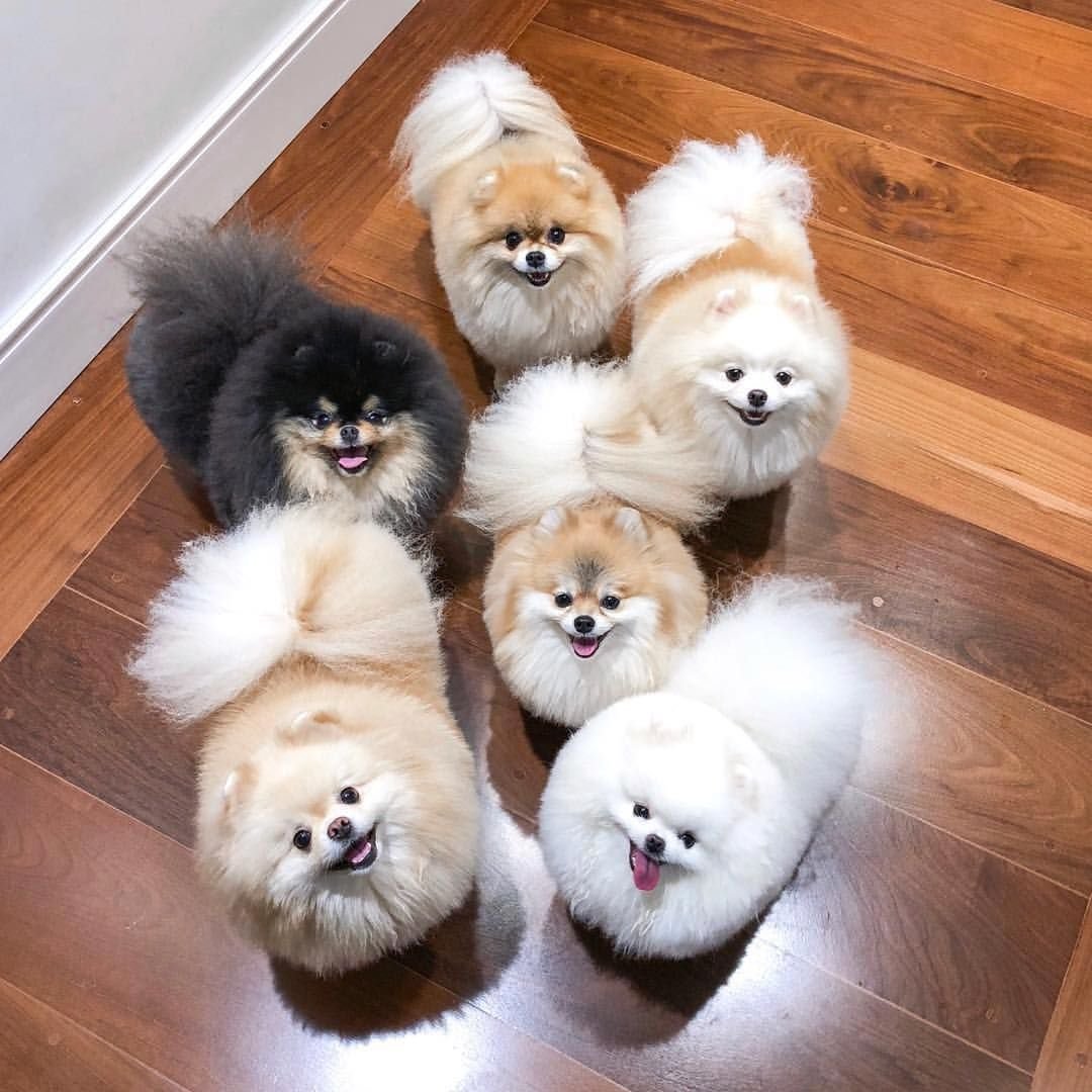 Шпиц померанский карликовый белый