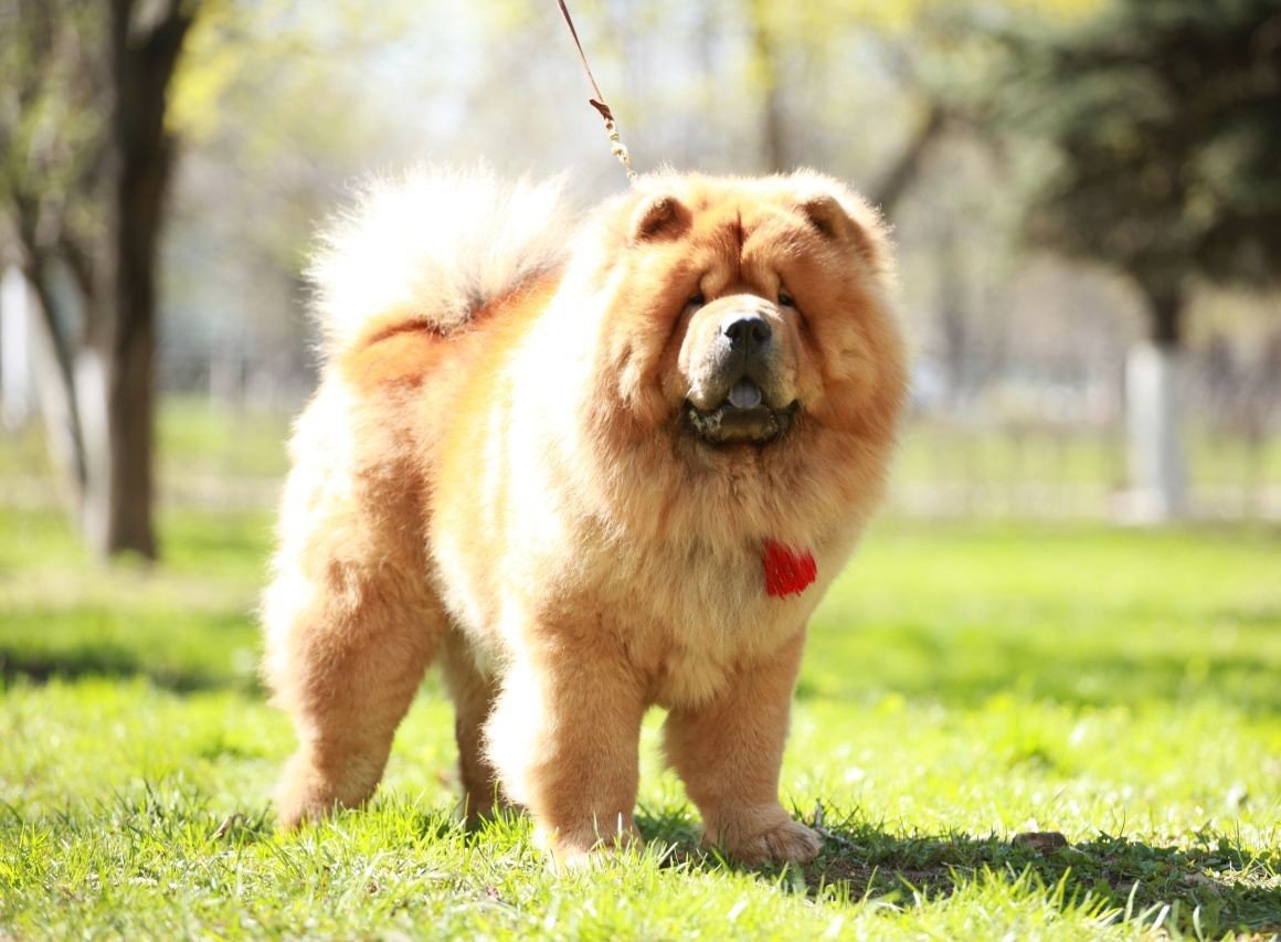 Китайский чау чау