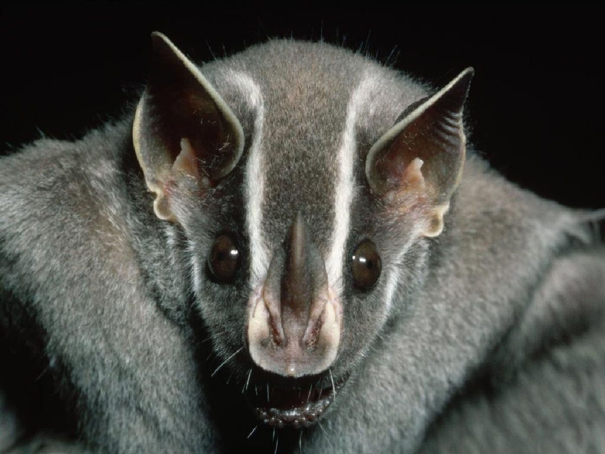 Мышь с длинным носом