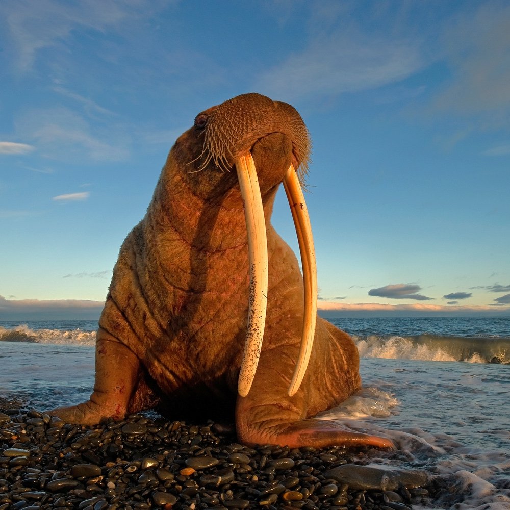 Лаптевский морж