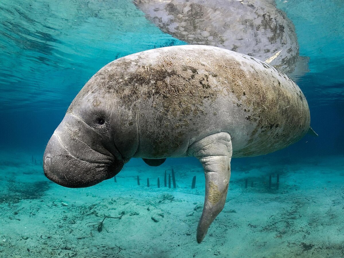 Морская Стеллерова корова вымершие животные