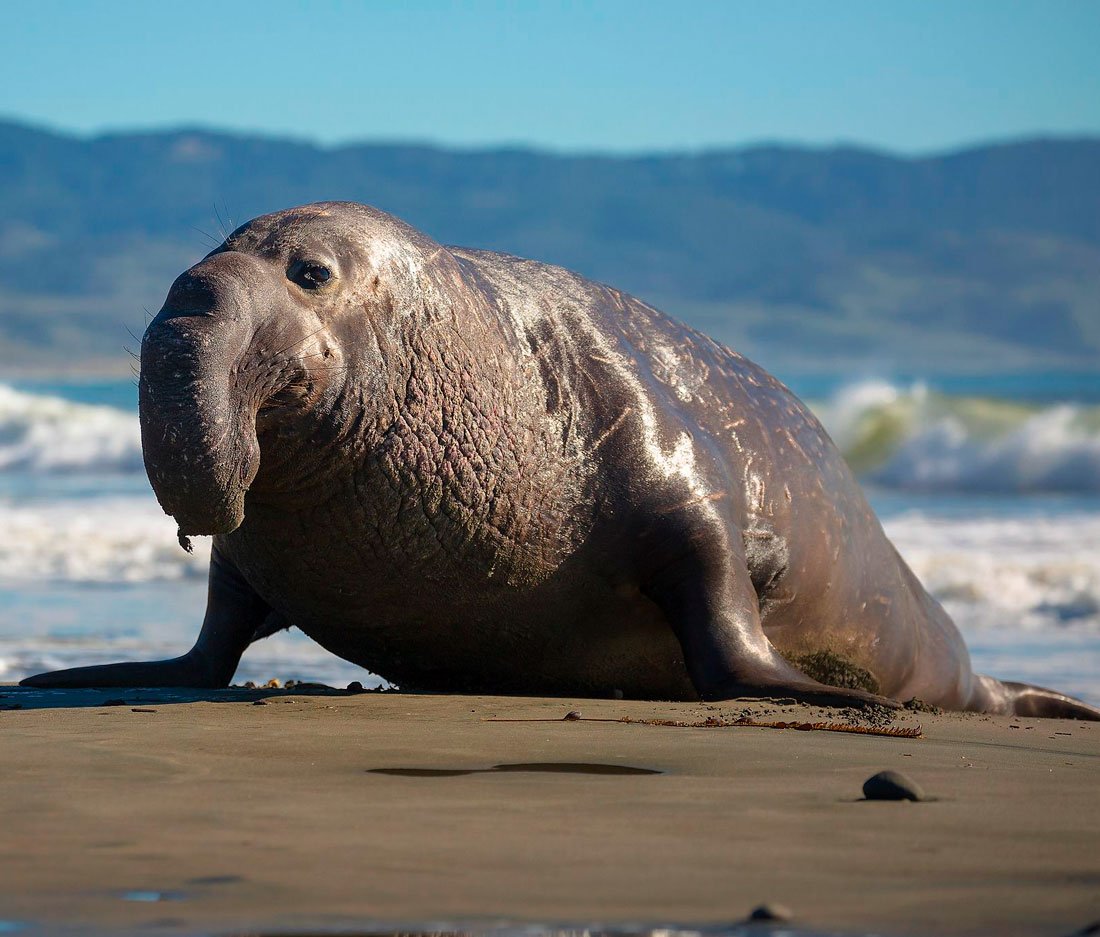 Южный морской слон