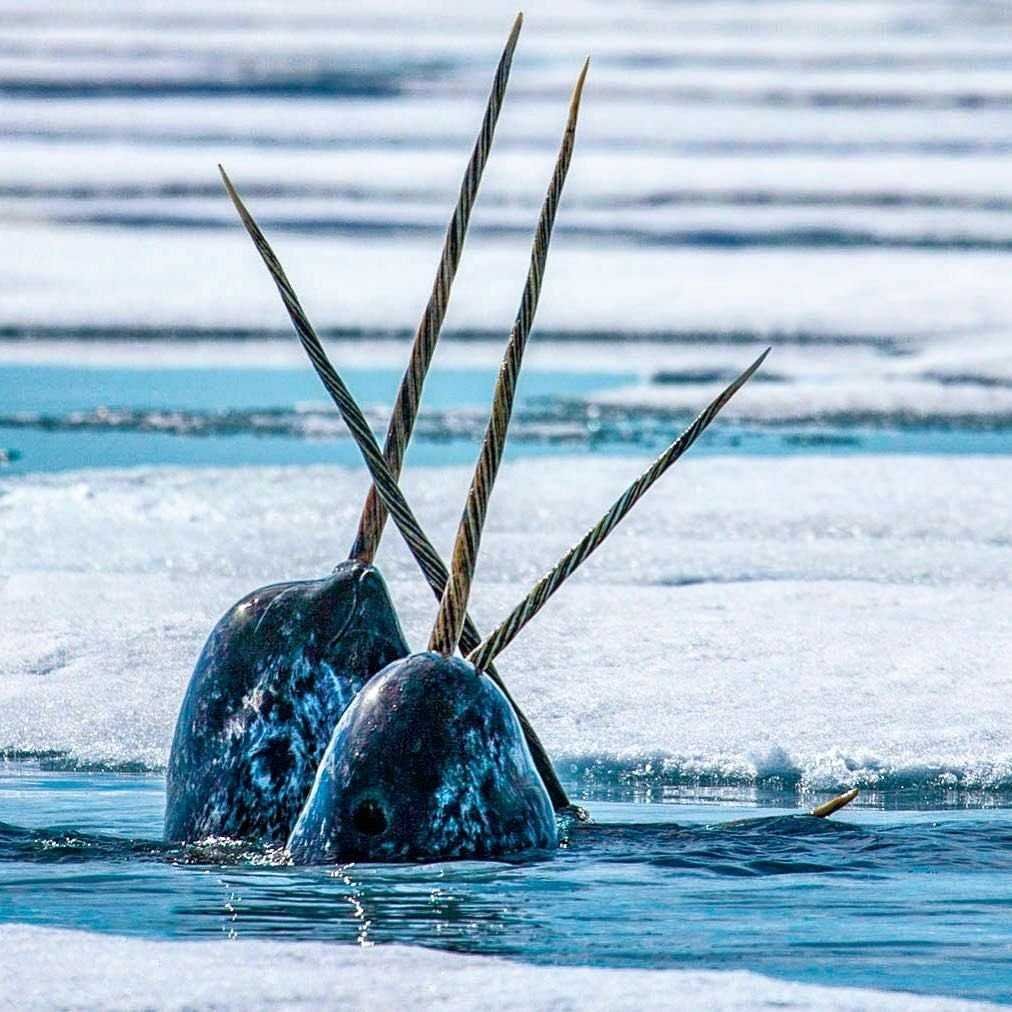 Нарвал – кит-Единорог