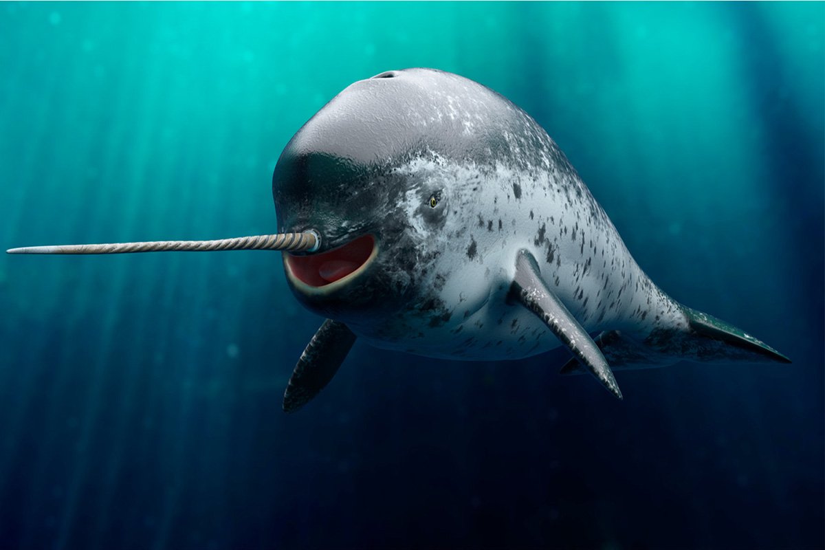 Нарвал морской Единорог