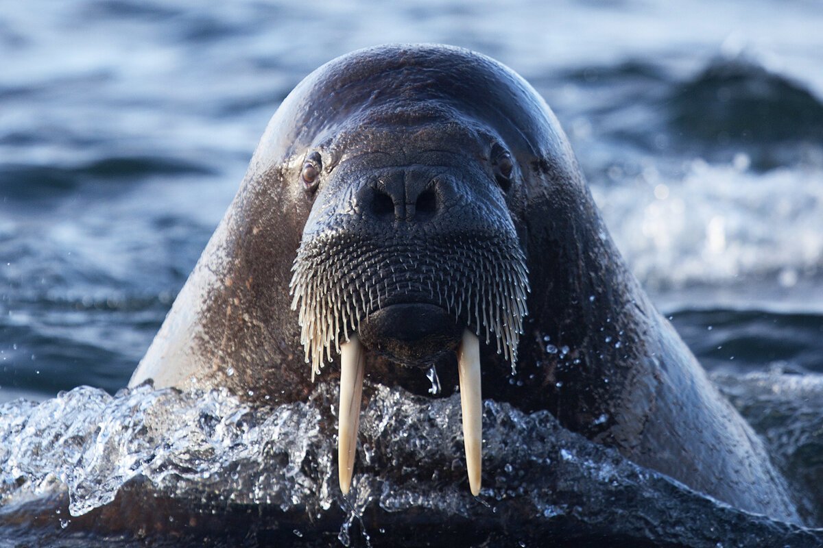 Дальневосточный морж