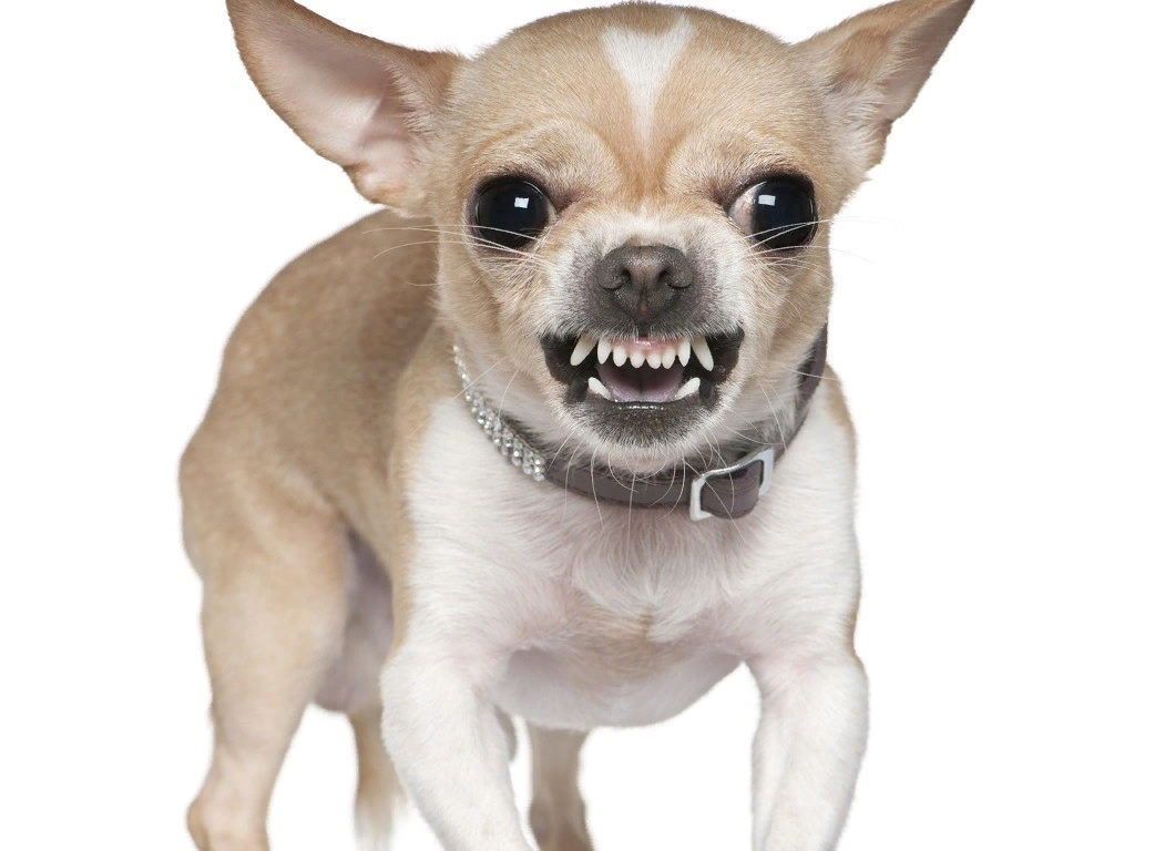 Мексиканский чихуахуа гладкошерстный