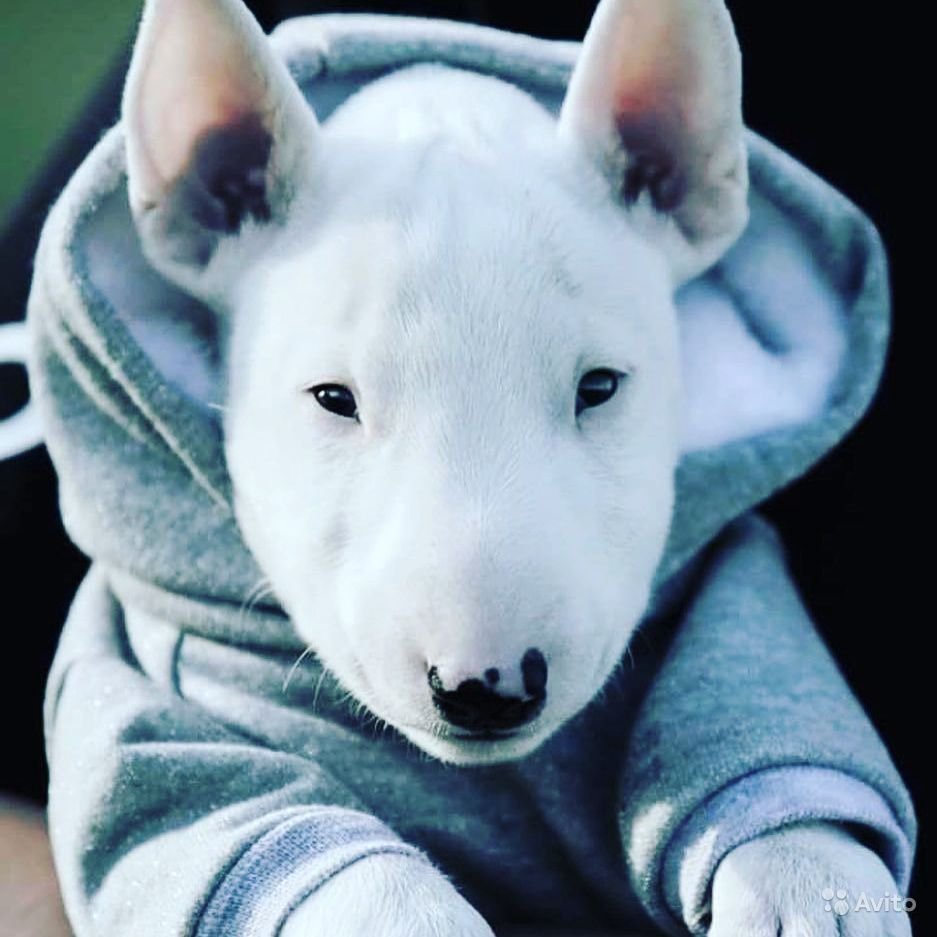 Бультерьер альбинос