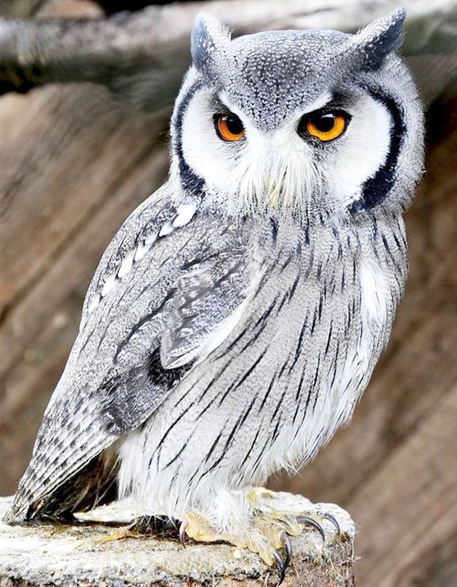 Северная белолицая Сова