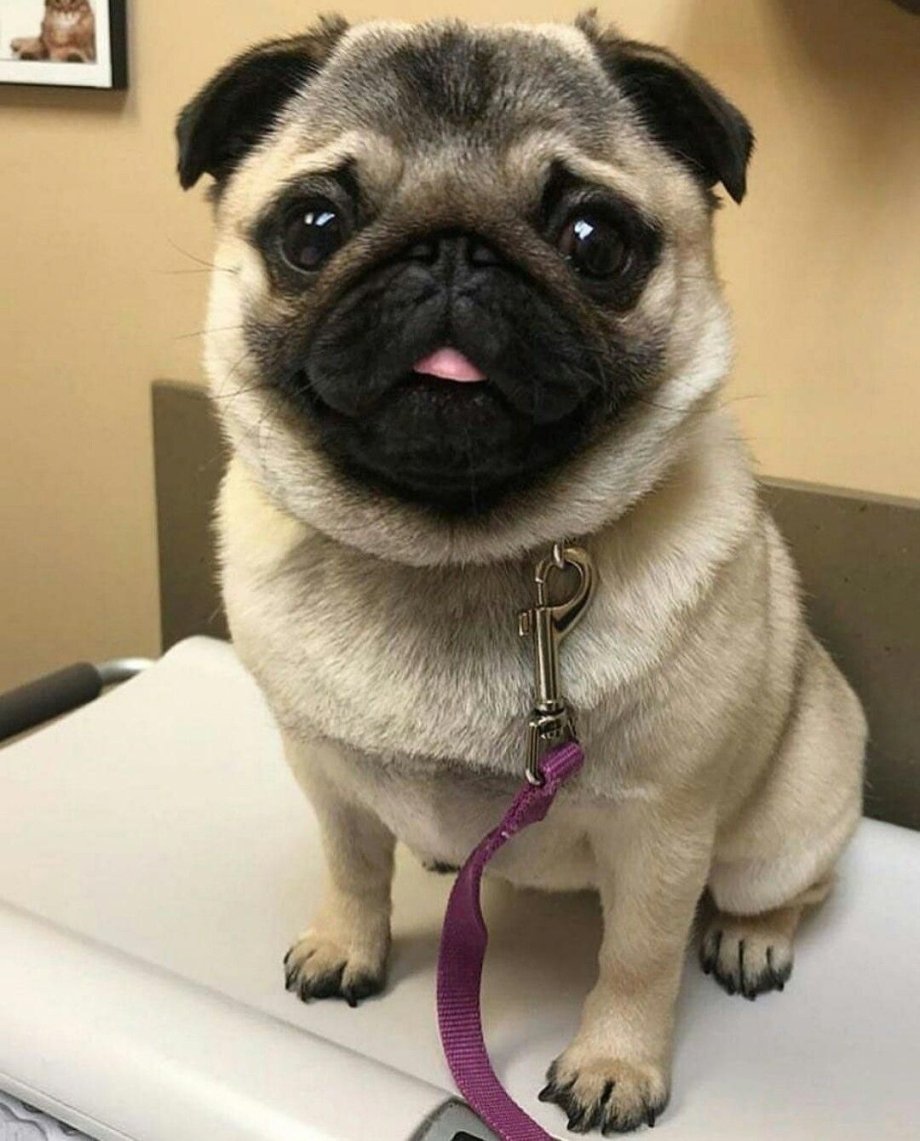 Мопсы и мопсики