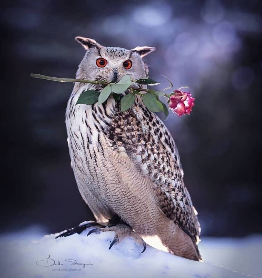 Совы нежные