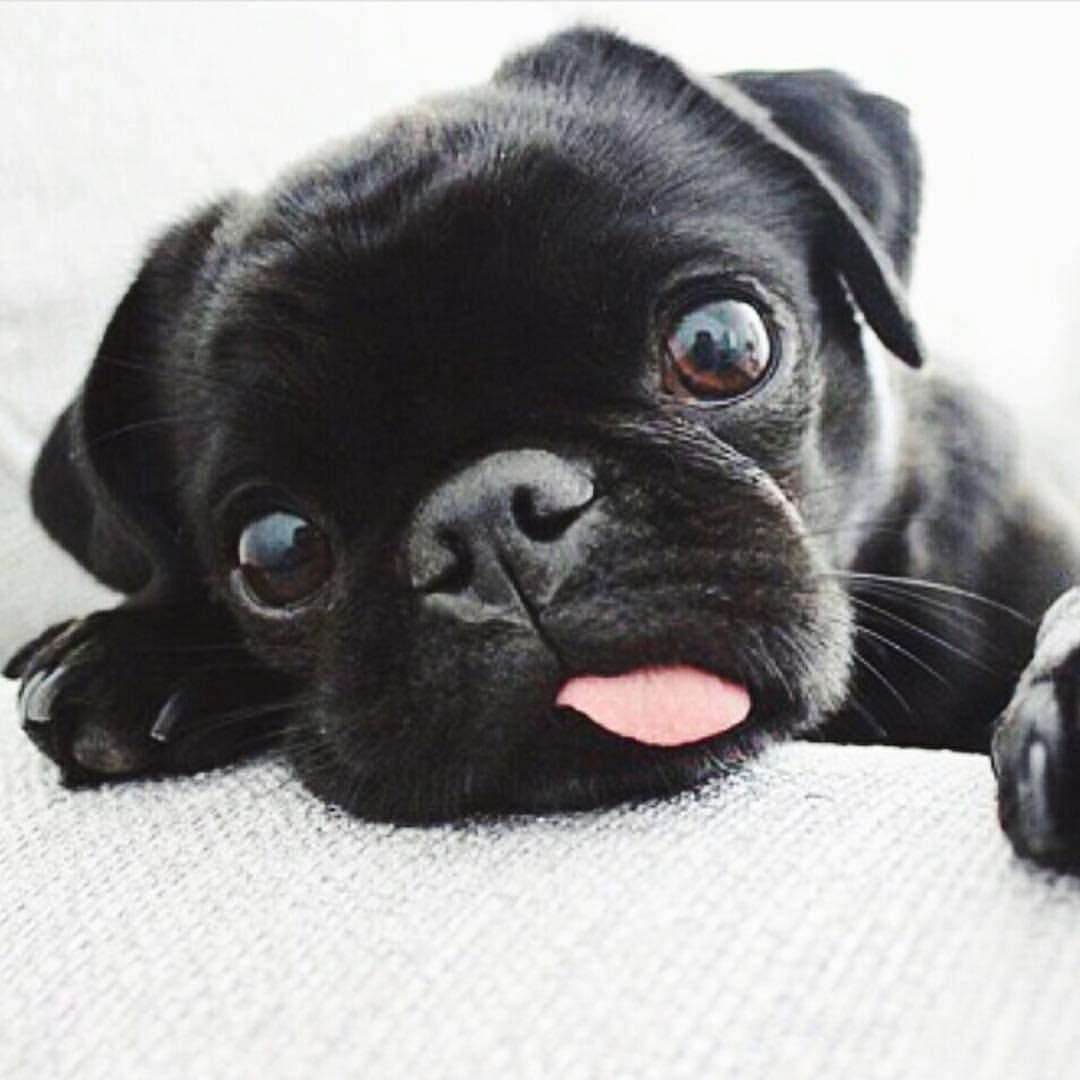 Карликовый Мопс черный