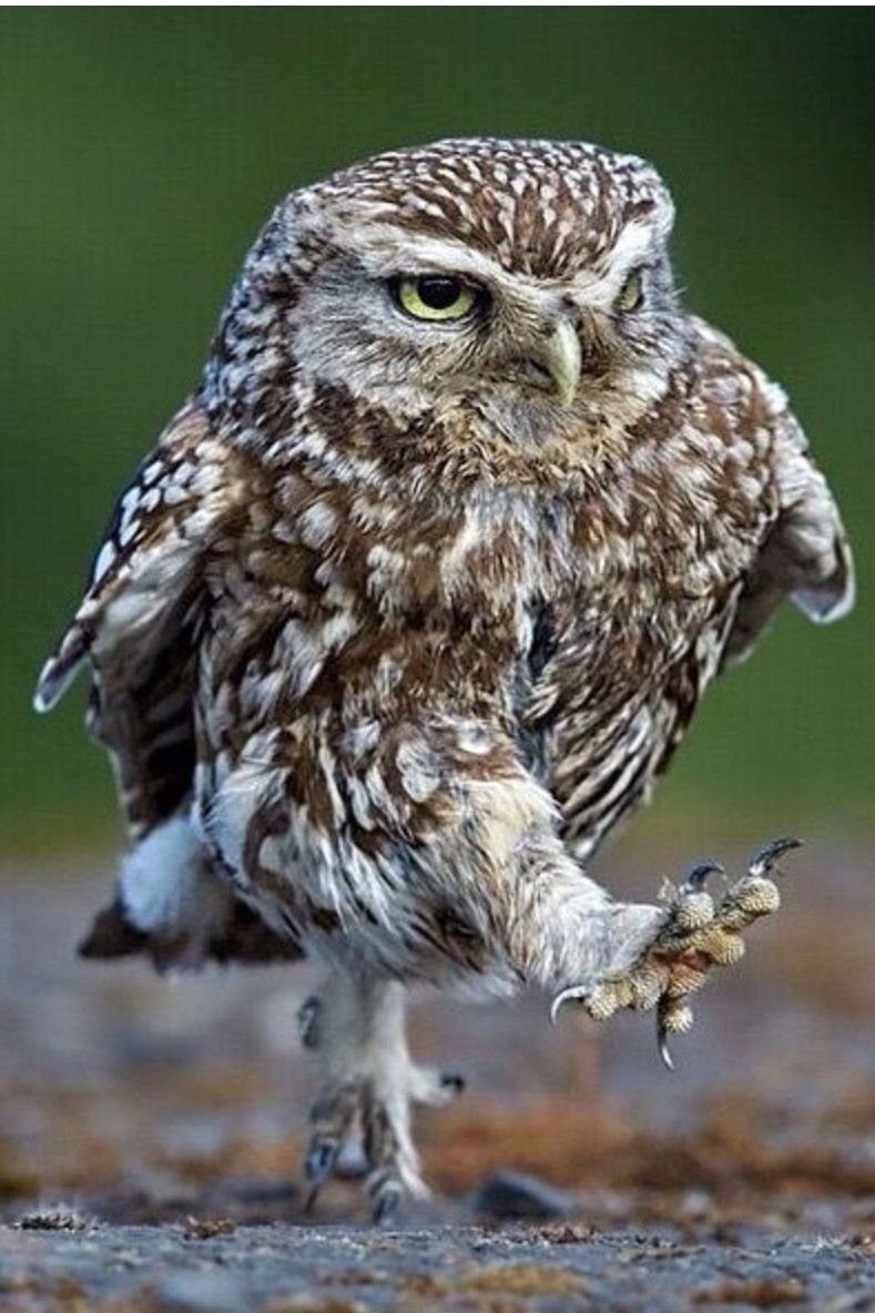 Совенок Сыч