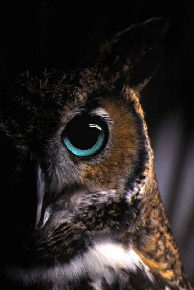 Глаза Совы