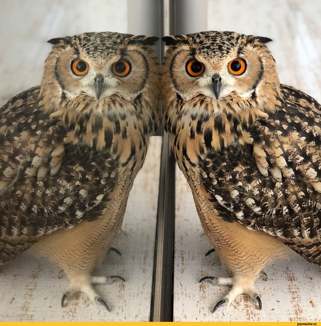 Сова или Филин