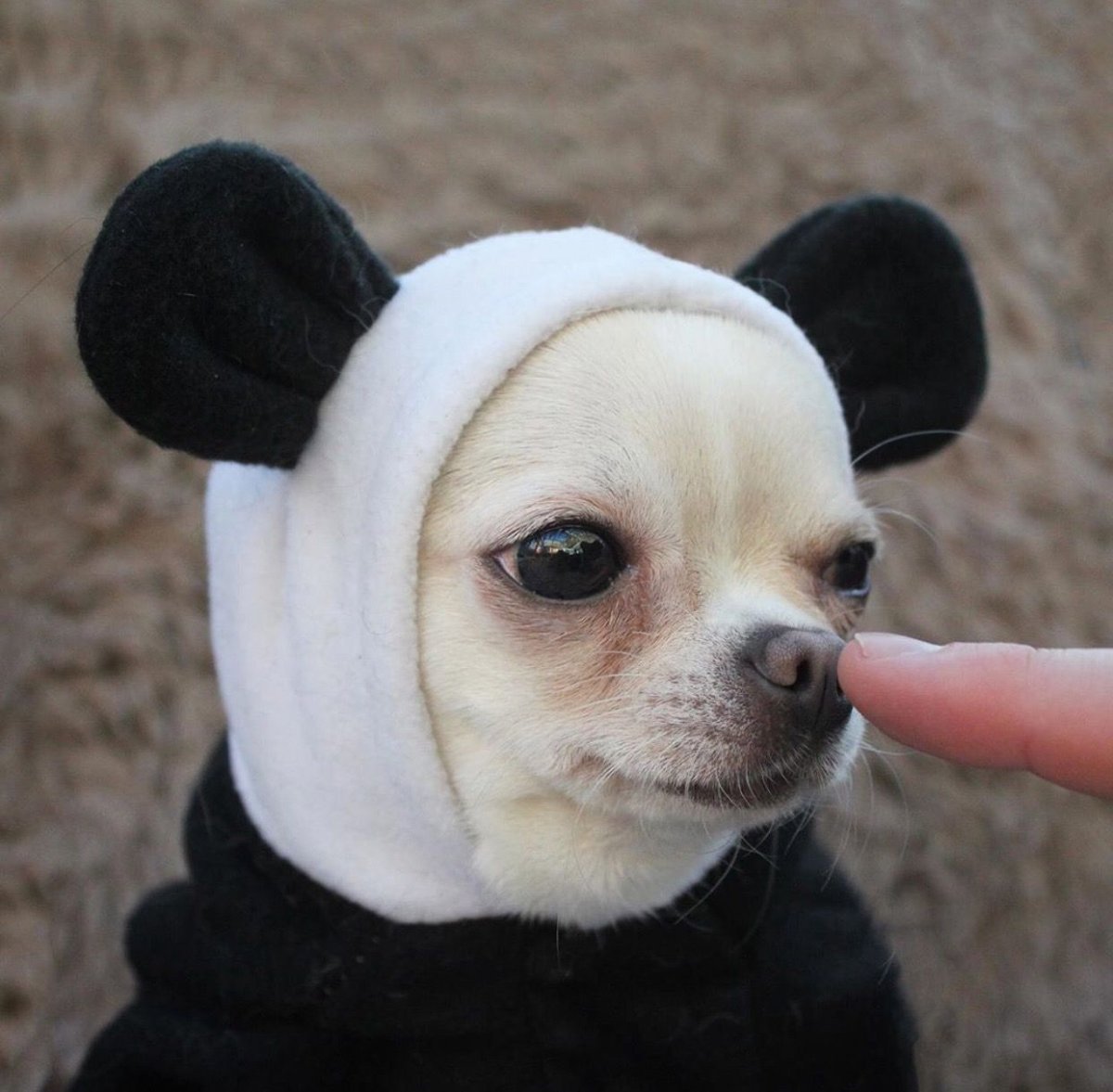 Маленькая собака чихуахуа