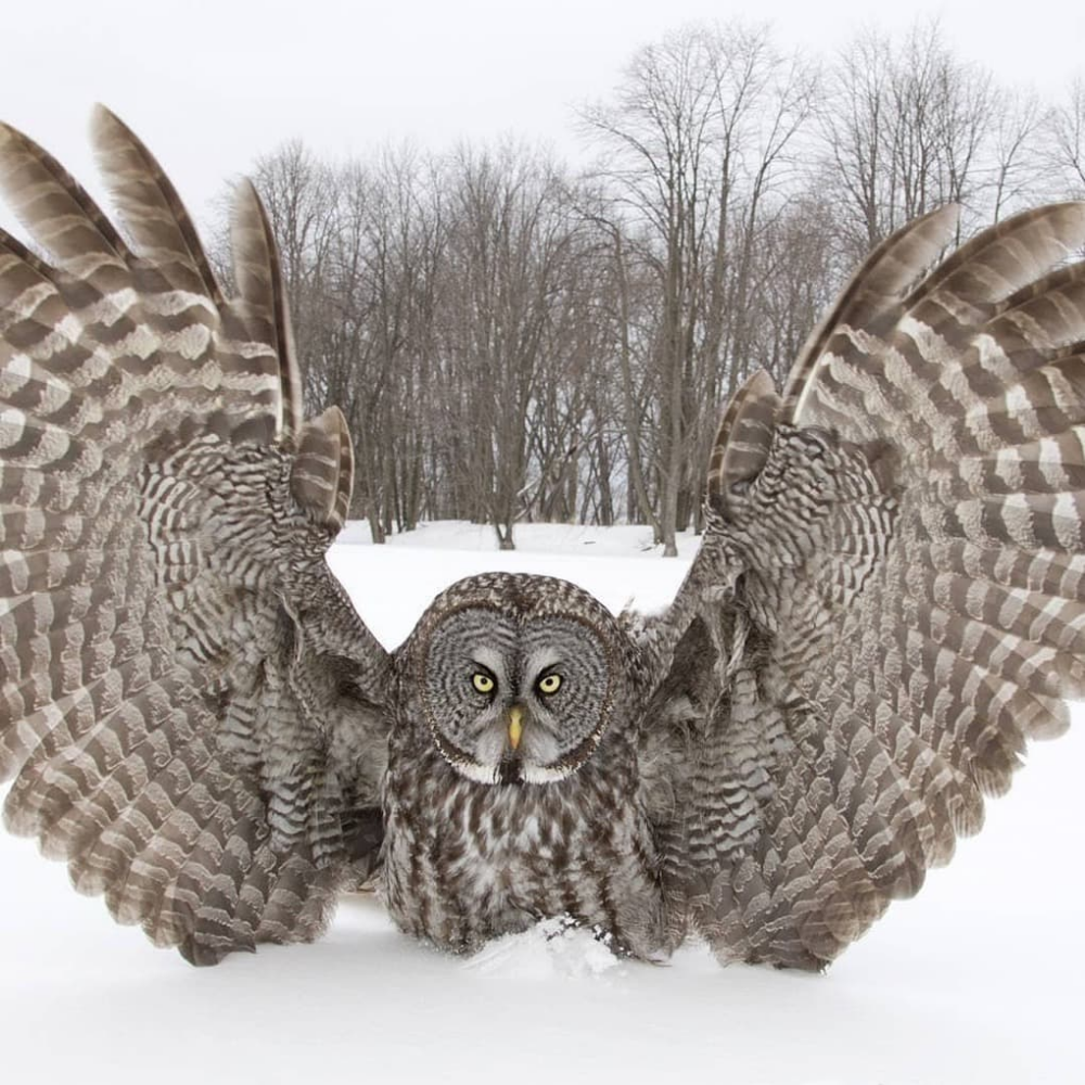 Чучело бородатой неясыти