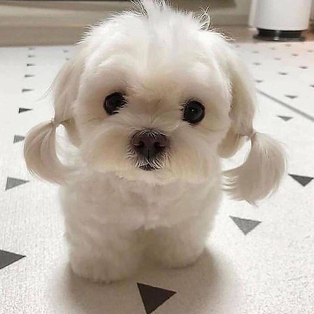 Мальтийская болонка короткошерстная