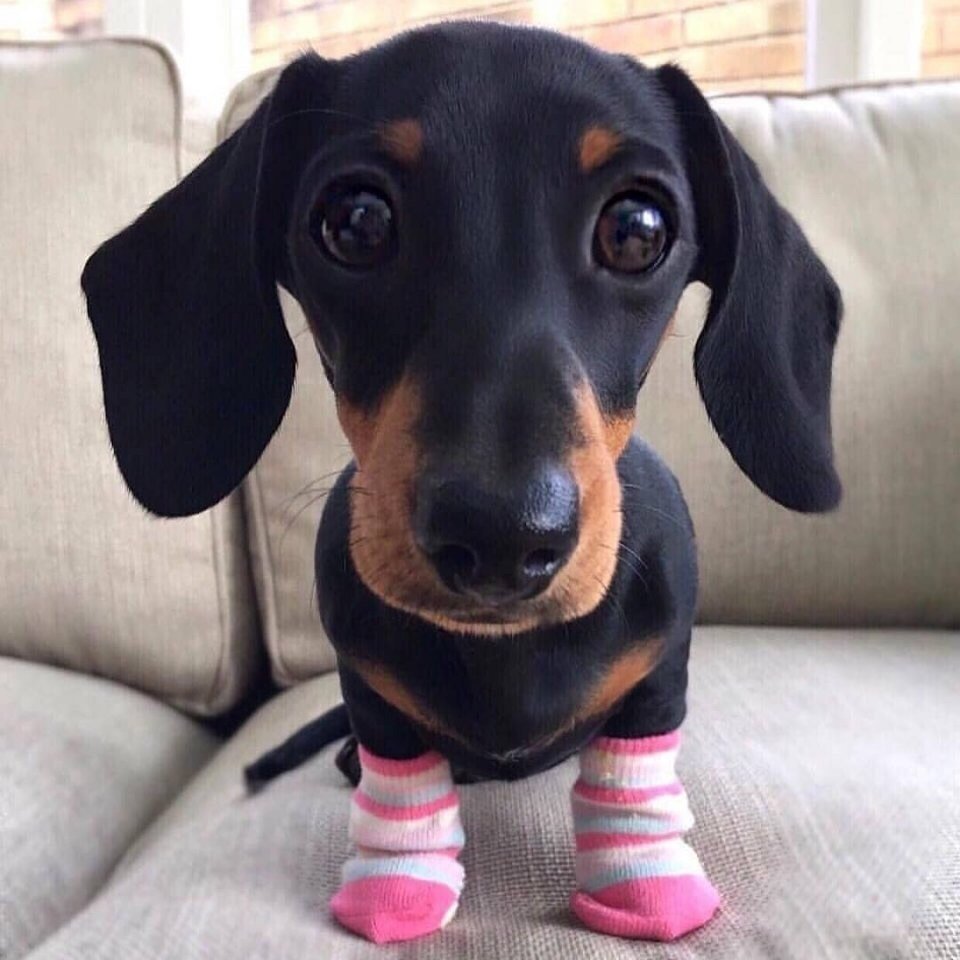 Такса собака