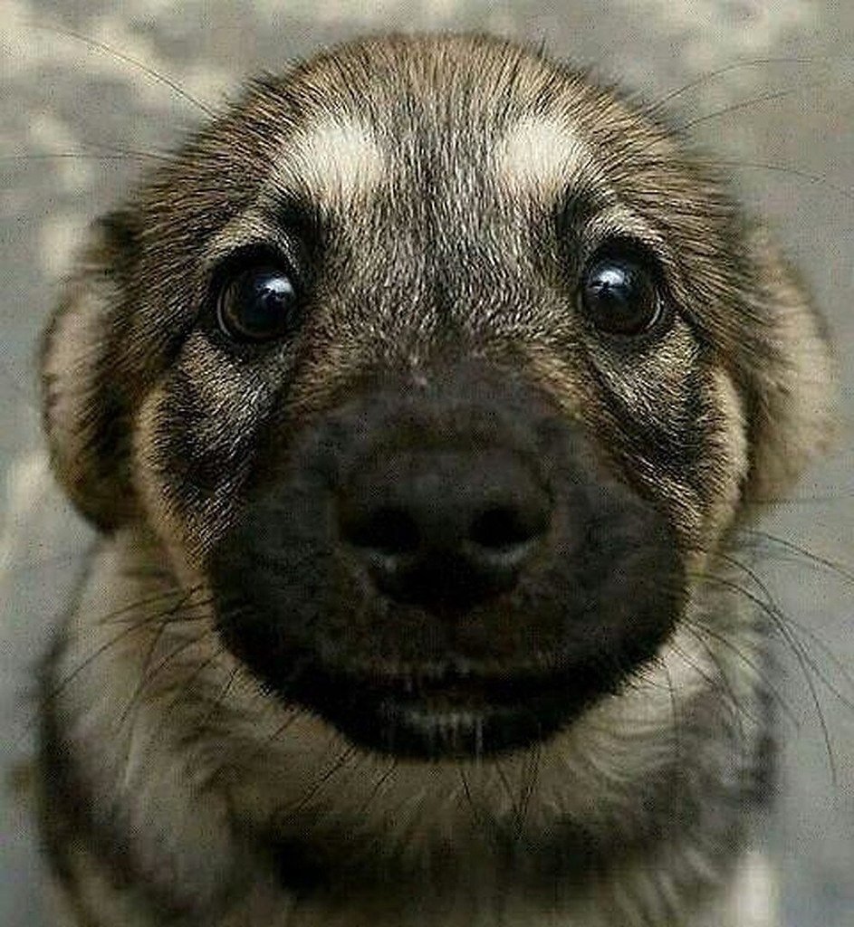 Взгляд собаки