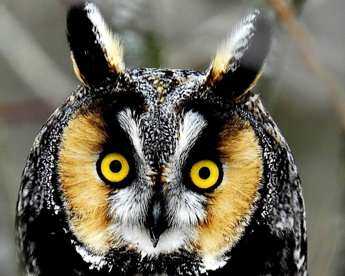 Ушастая Сова Совиные