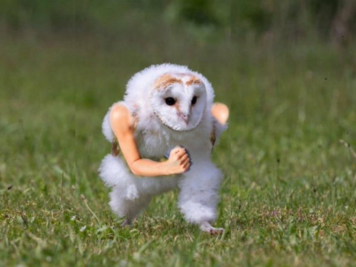 Сова убегает