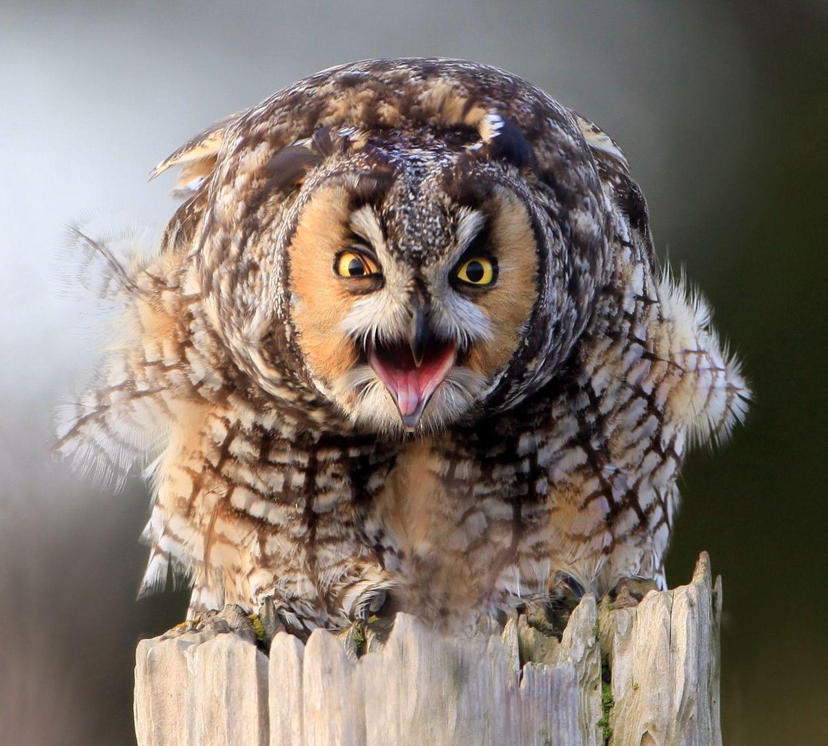 Сыч и ушастая Сова