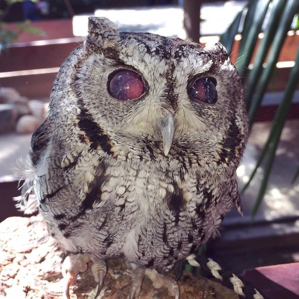 Золтаксианская сова