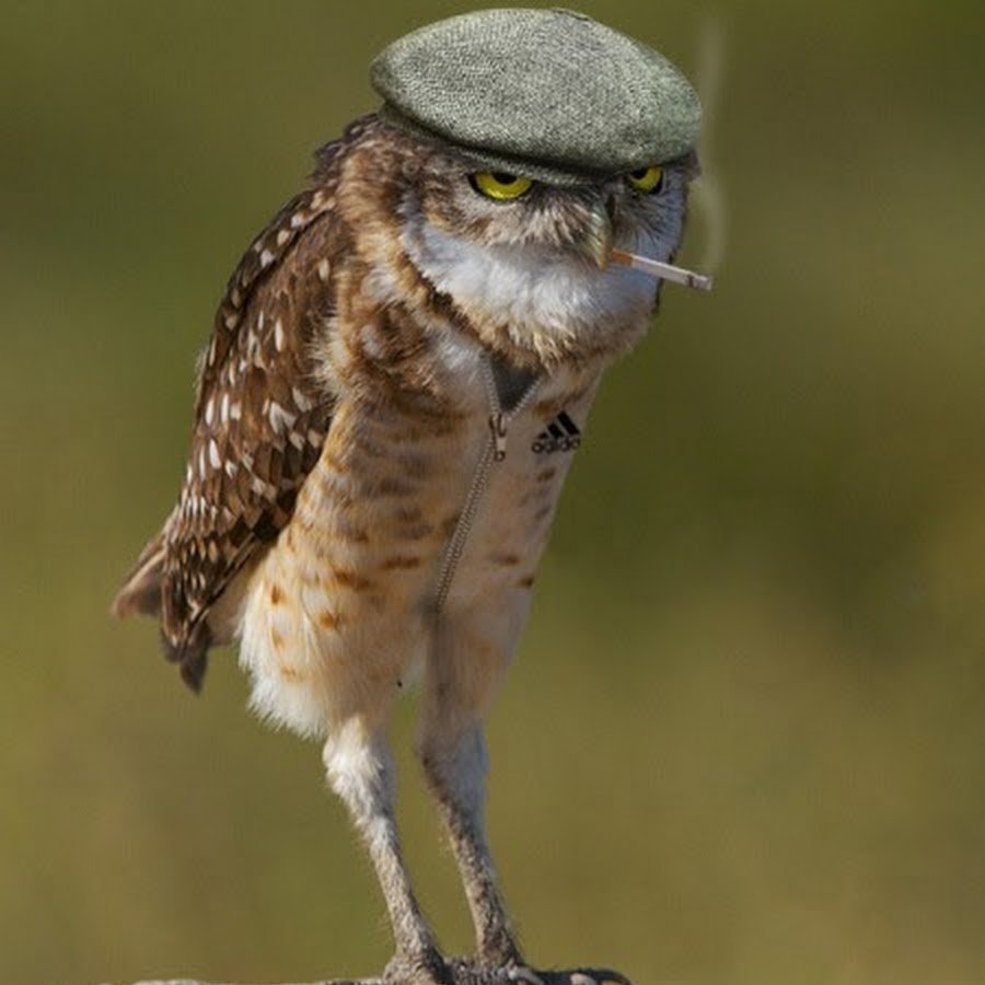 Сова Филин Сыч