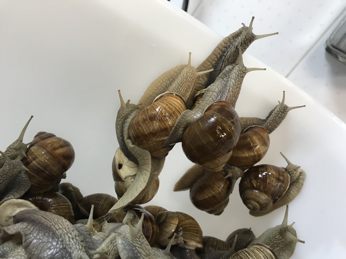 Улитки которые едят