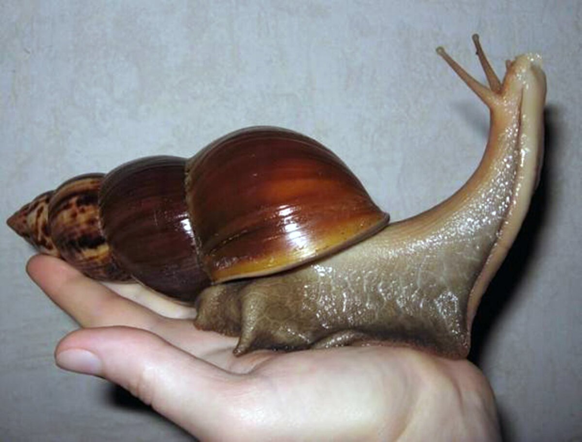 Ахатина гигантская