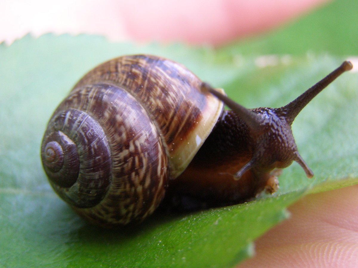 Улитка ЖИВОРОДКА Речная