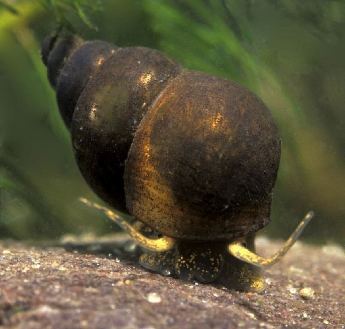 Моллюск битиния