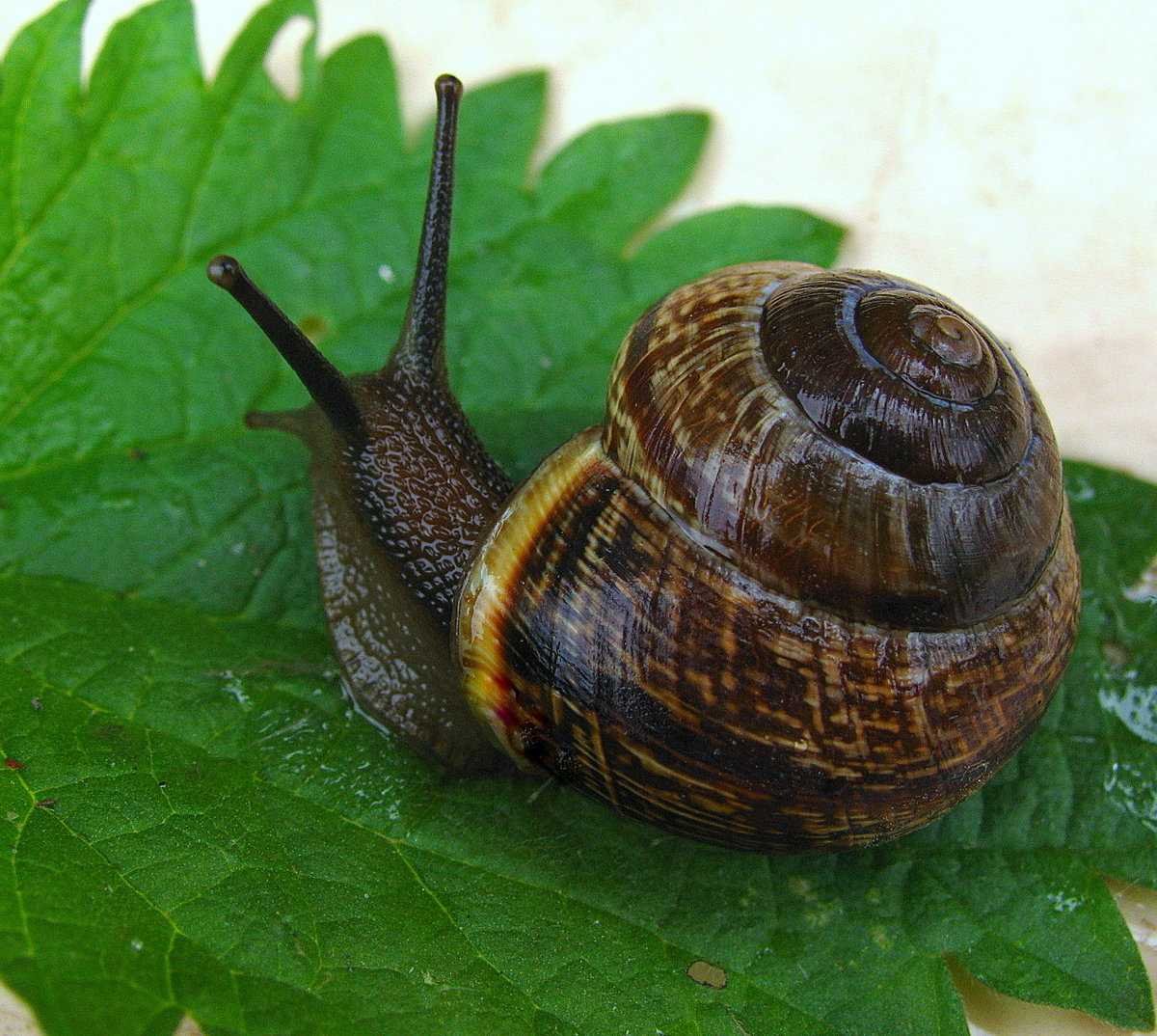 Улитка Садовая обыкновенная