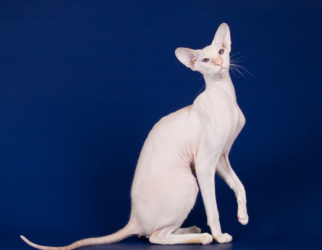 Порода сфинкс Петерболд