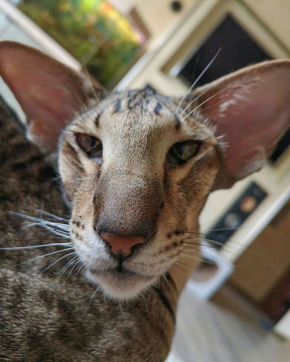 Кошка с вытянутой мордой