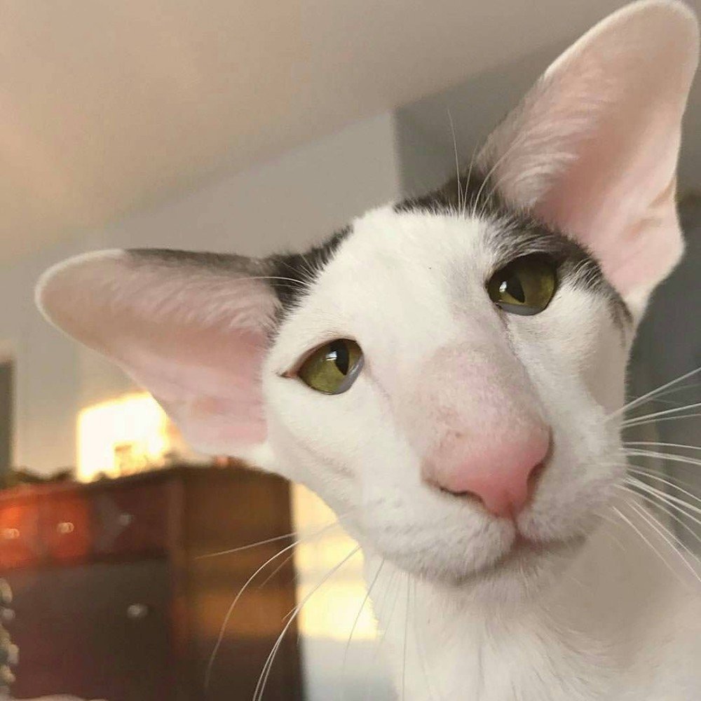 Ориентальный кот