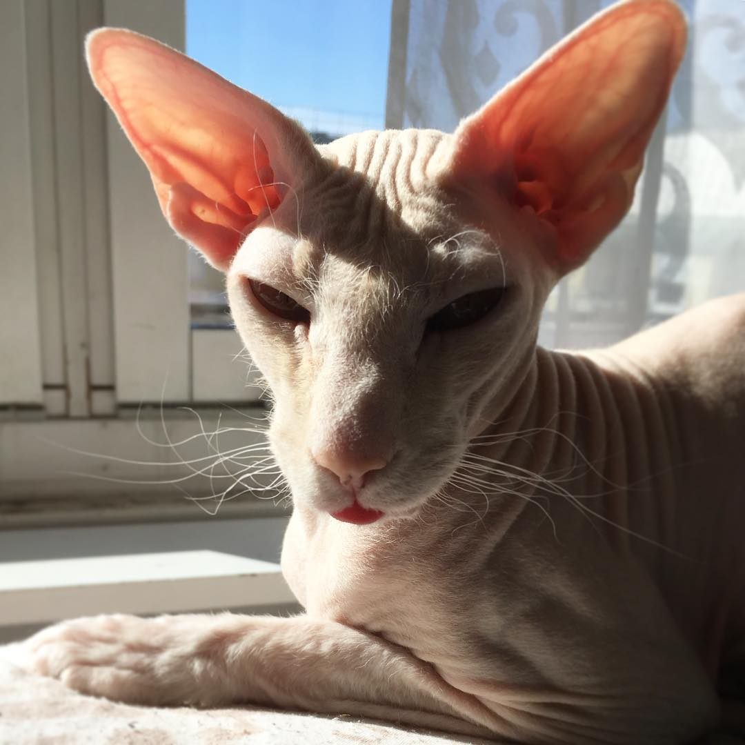 Сфинкс кошка Петерболд