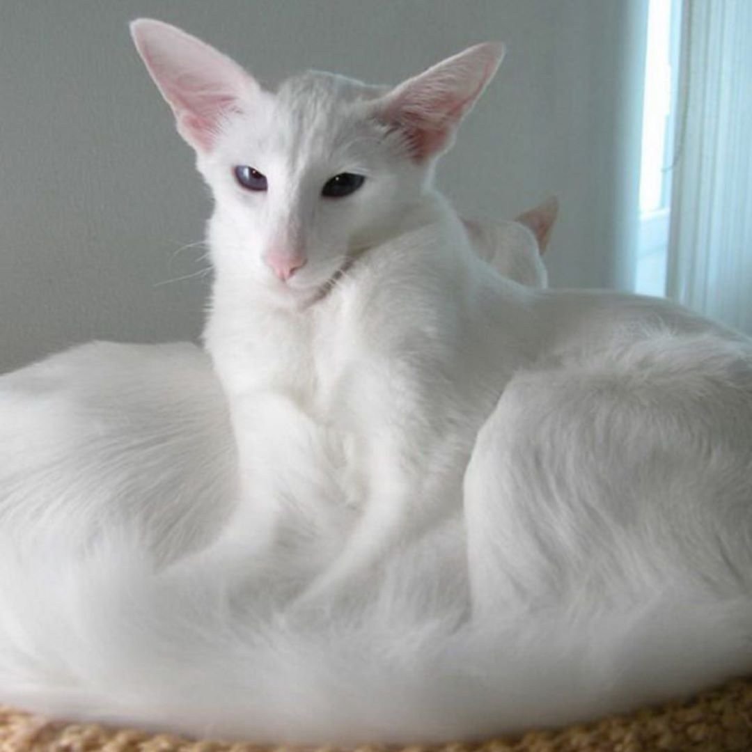 Балинезийская кошка Ориентал