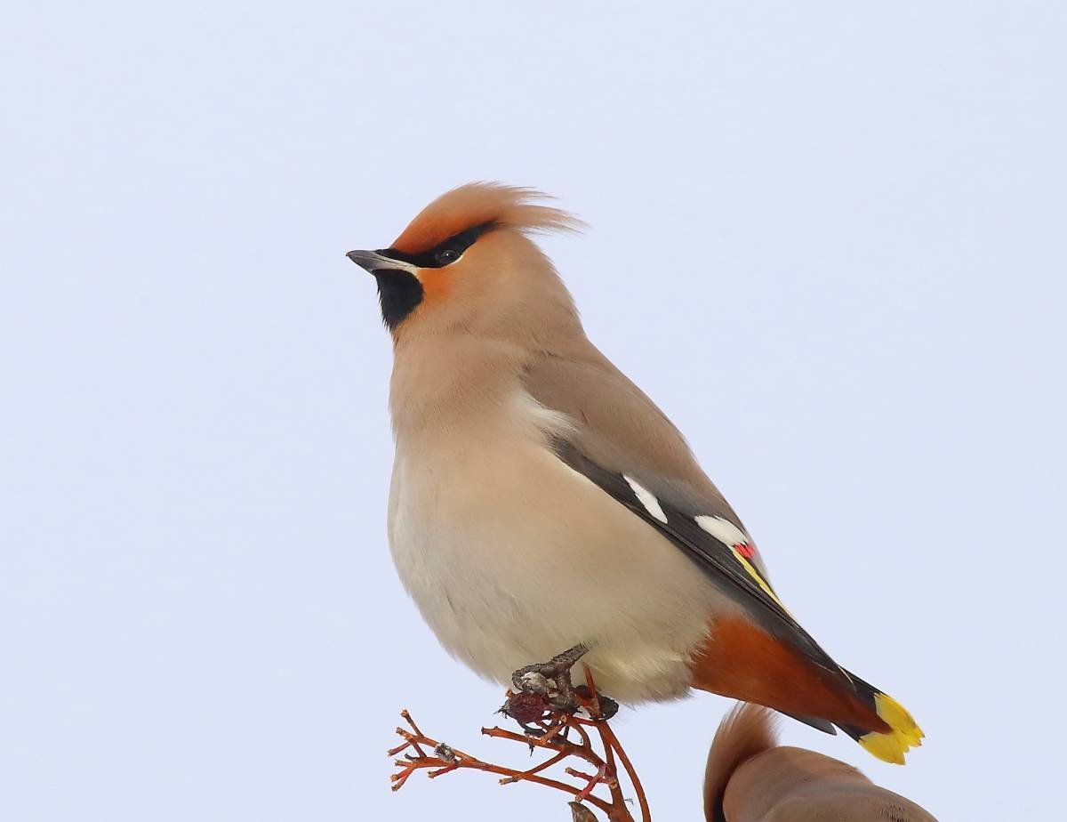 Омелюх Амелия