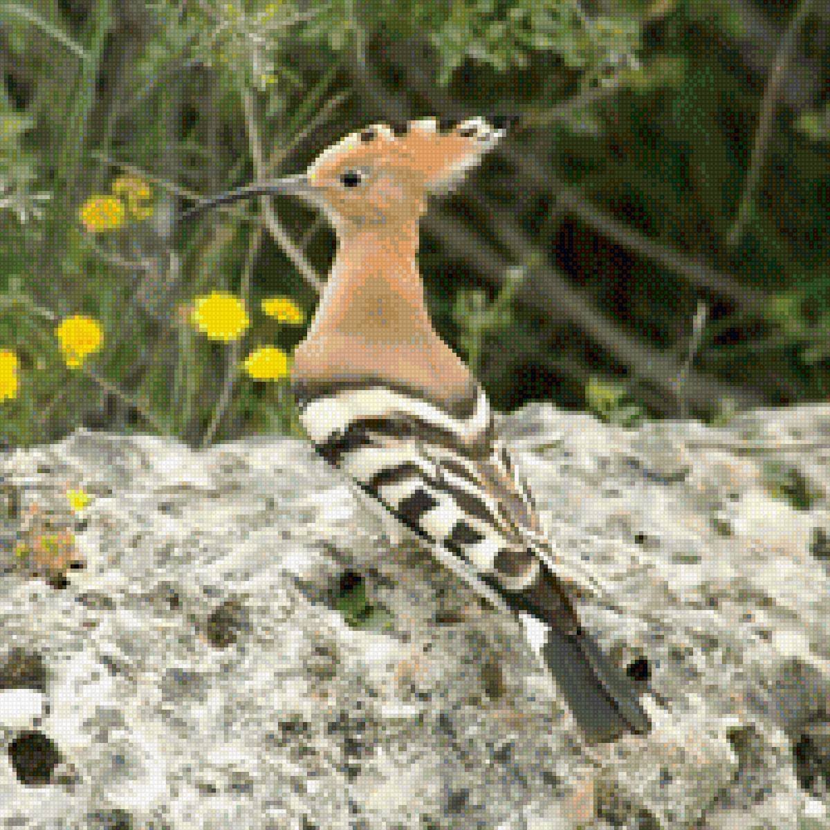 Удод Степной